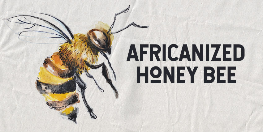 Africanized Killer Bees: Information About African Bees