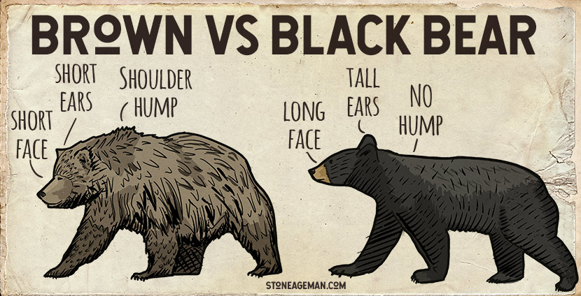 What to Do If You See a Bear or If the Bear Attacks You