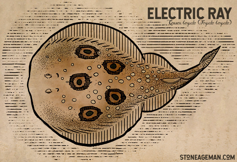 Electric Ray - Common Torpedo ray