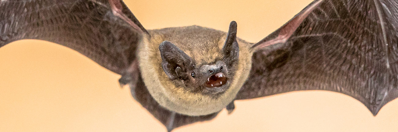 How to Survive A Bat