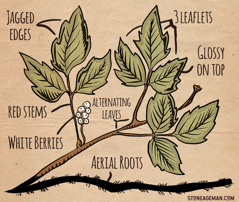 Poison Ivy Diagram