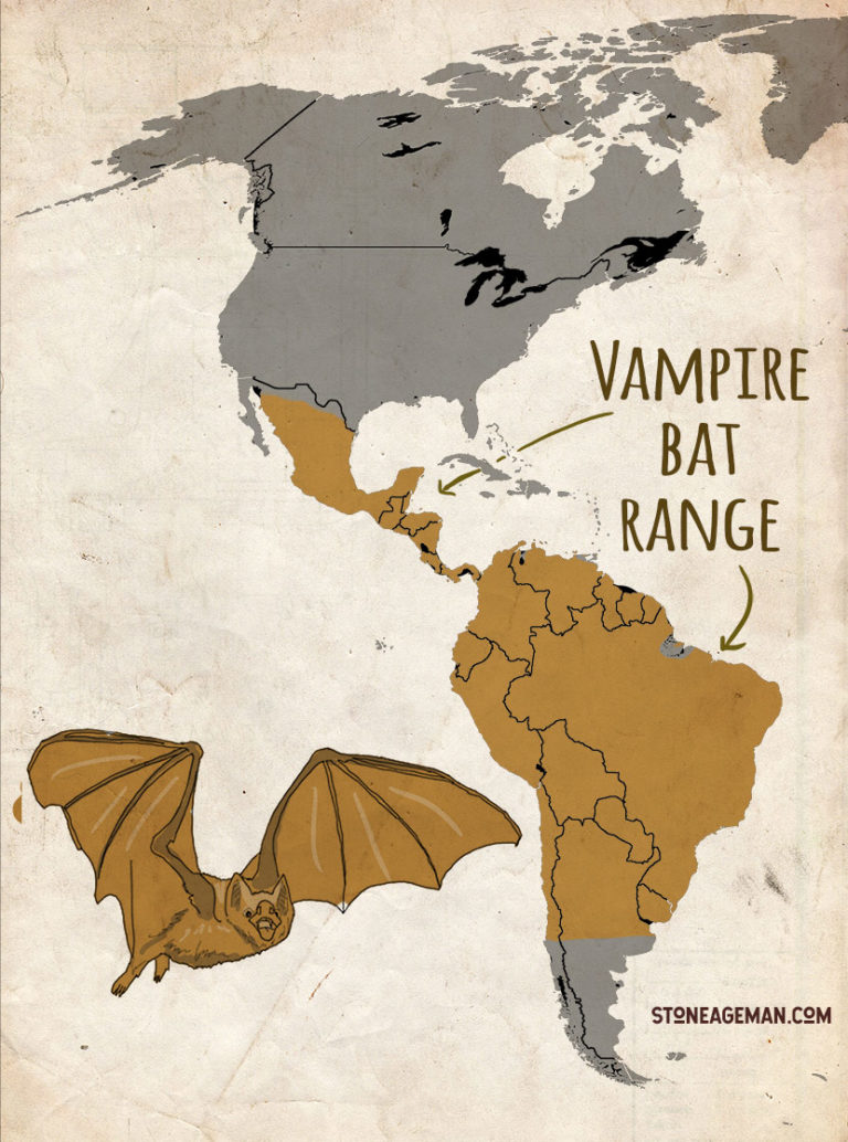 How to Survive Bat "Attacks" BAT SCIENCE BASICS