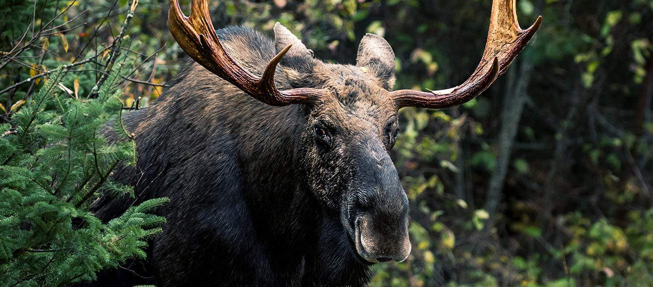 avoiding moose attacks