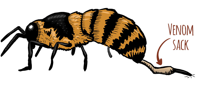 Killer bees: How to avoid getting stung