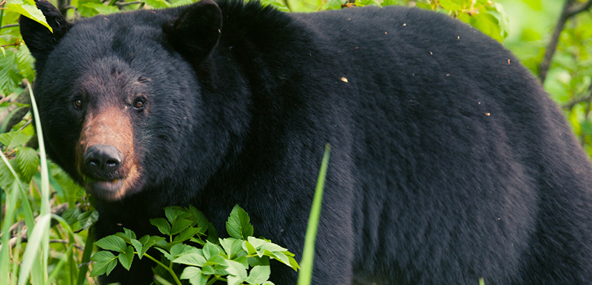 How to Survive a Black Bear Attack