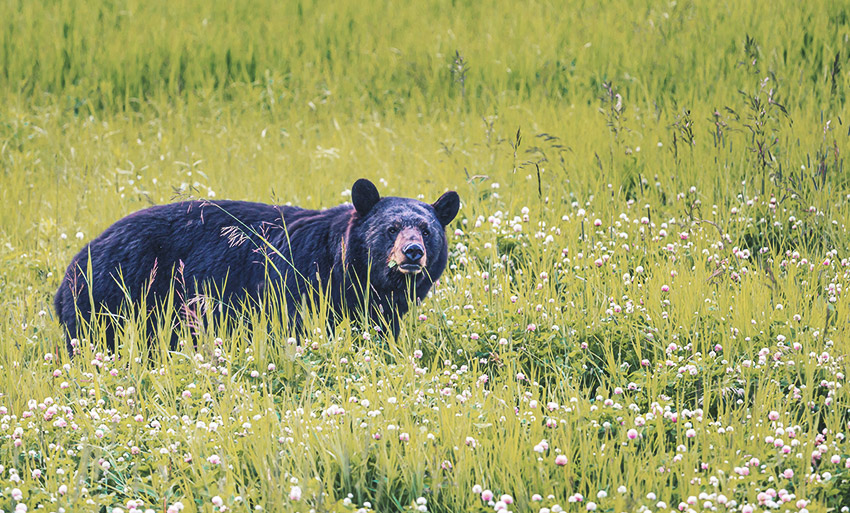 The Science of How to Survive a Bear Attack