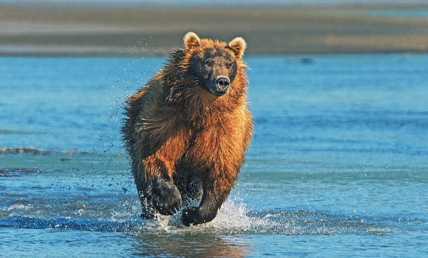 How to survive a bear encounter (and what to do if it all goes wrong), Wildlife