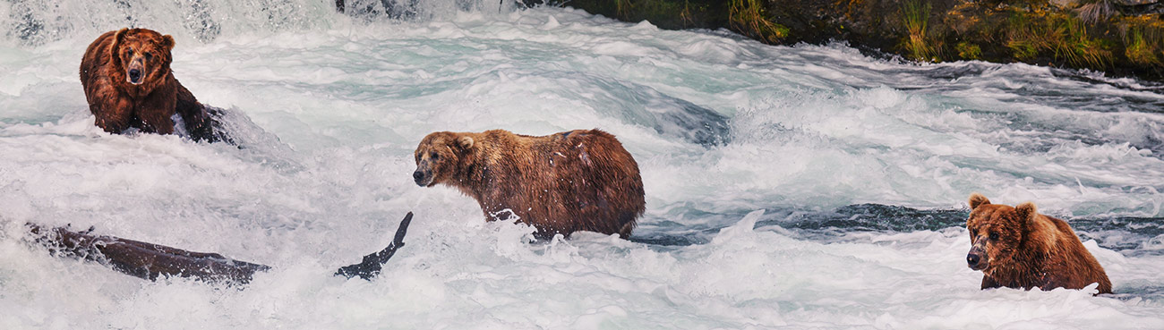 brown bears in stream