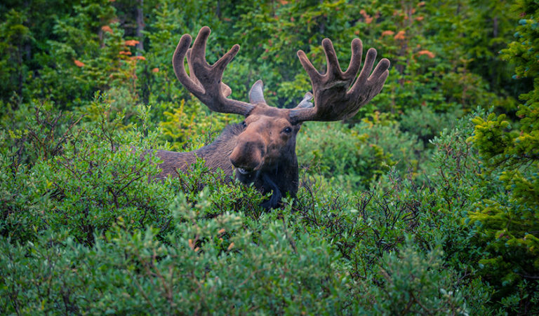 How to Avoid and Survive a Moose Attack - MOOSE BASICS