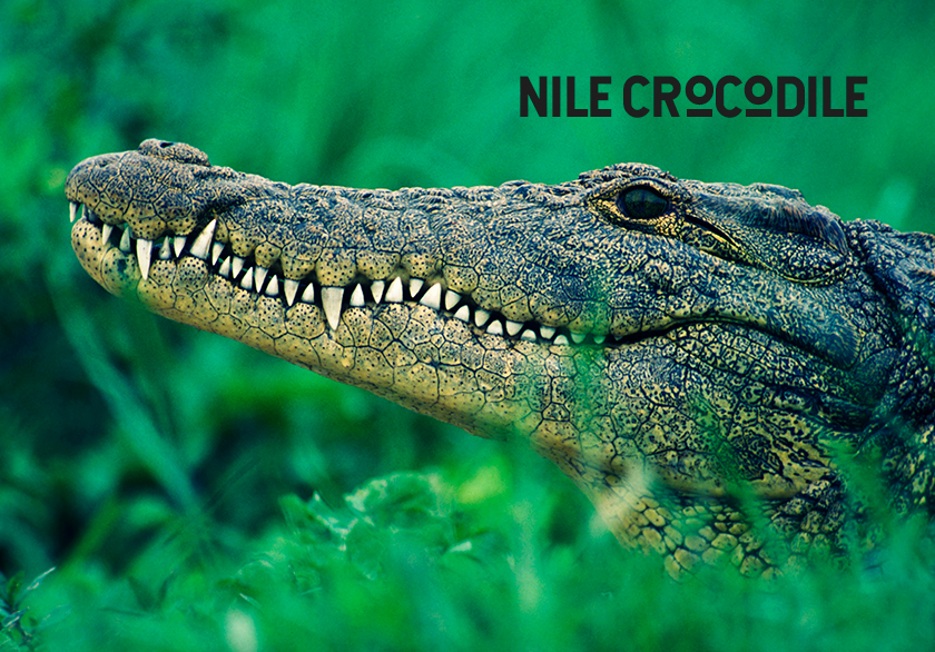 Your Crocodile Skin City Steamer is keeping crocodiles alive