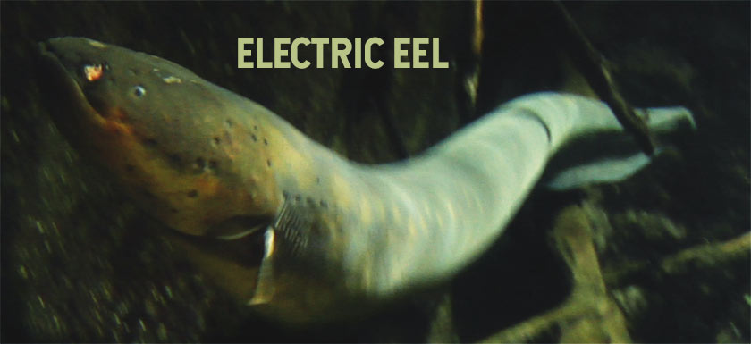 Shocked by an Electric Eel! 