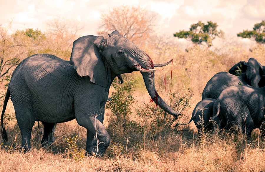 Angry Elephant Charging