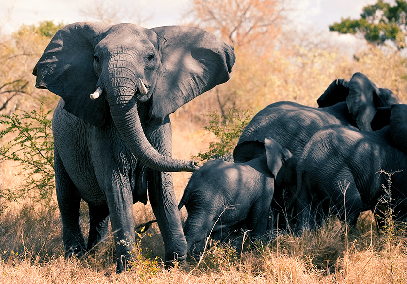 elephant attack car