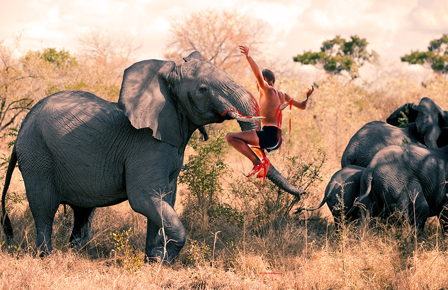 forest elephant predators