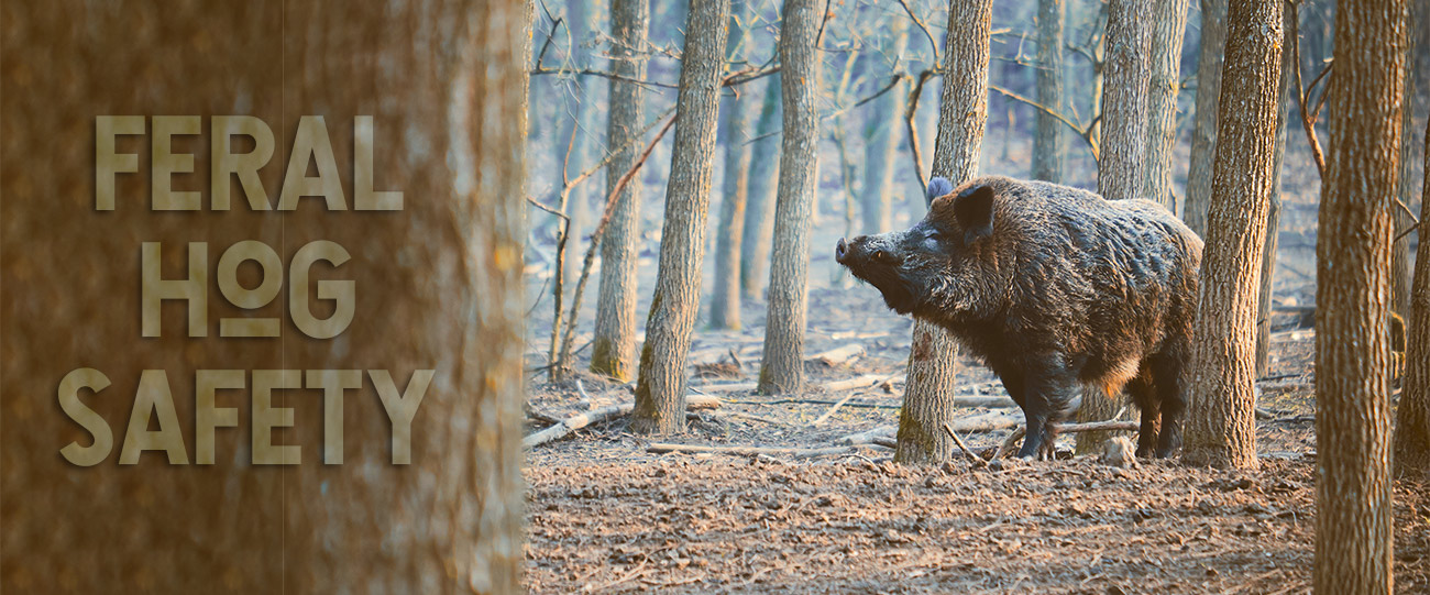 feral hog safety