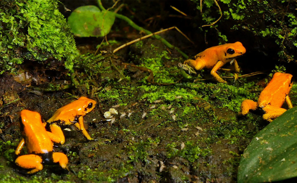 The golden poison dart frog: 'Like holding a loaded gun' – video