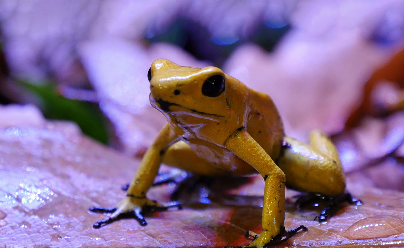 golden poison dart frog eating