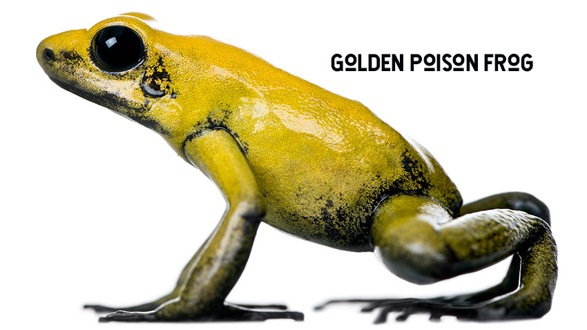 The golden poison dart frog: 'Like holding a loaded gun' – video