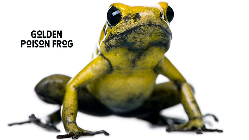 The golden poison dart frog: 'Like holding a loaded gun' – video