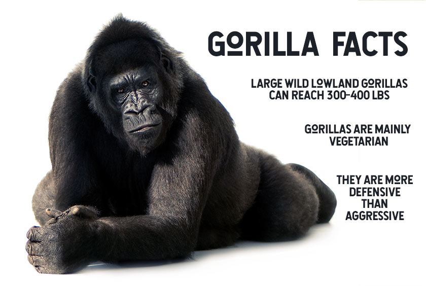 How to Survive Gorilla and Other Primate Attacks - Safety Basics