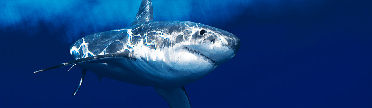 great-white-shark-attack-avoidance