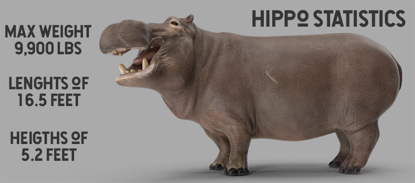 hippopotamus attacks