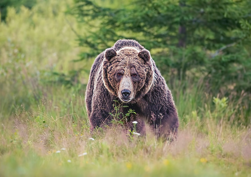 How to survive a bear encounter (and what to do if it all goes wrong), Wildlife