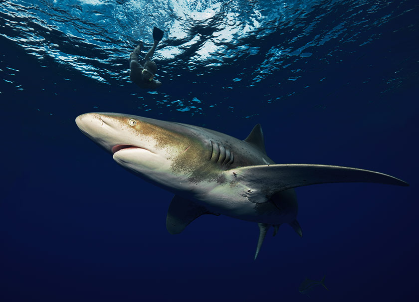 How to Survive a Shark Attack : The Basics
