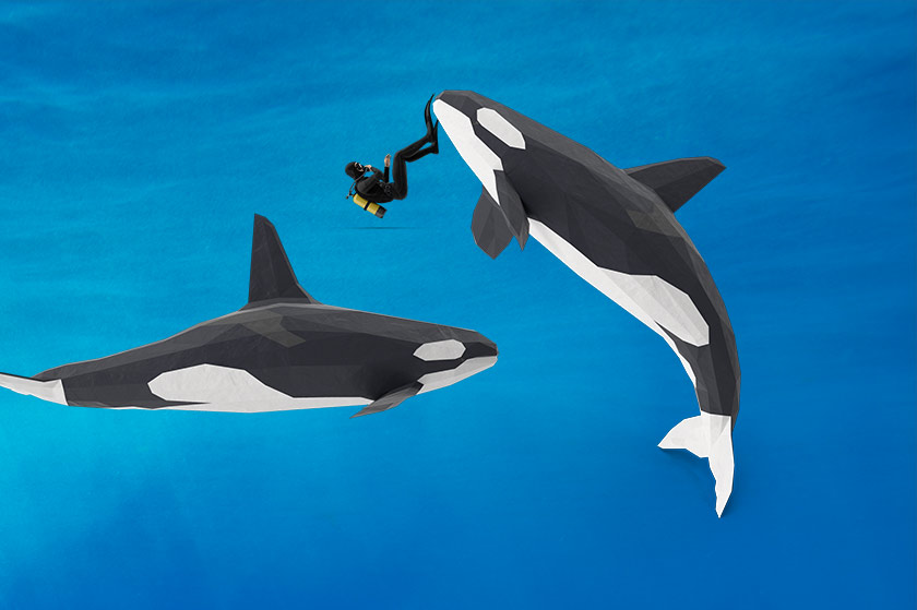 killer whales eating people