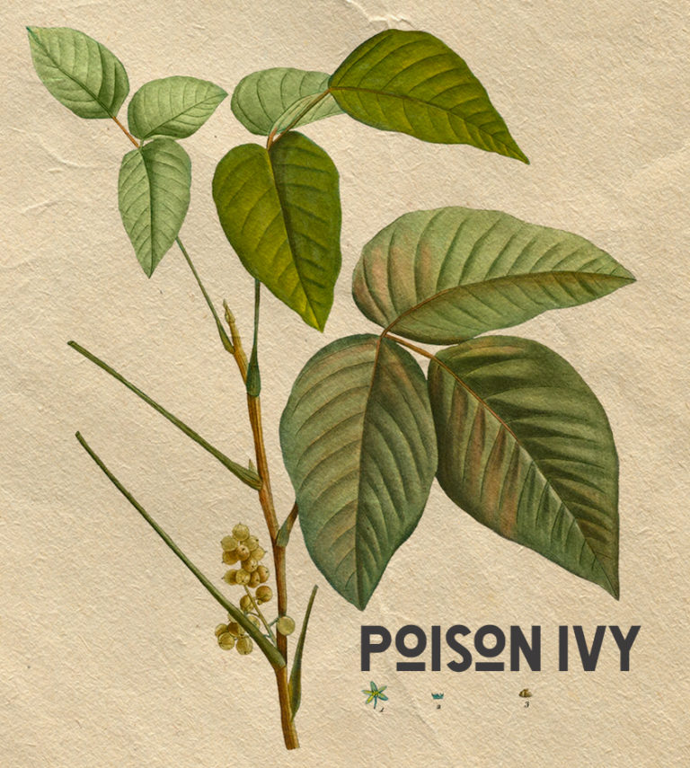 How to Identify, Avoid, Treat and Survive Poison Ivy SCIENCE 101