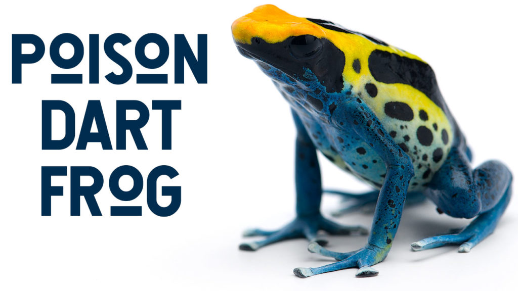 So That's Neat! Why poison dart frogs are poisonous