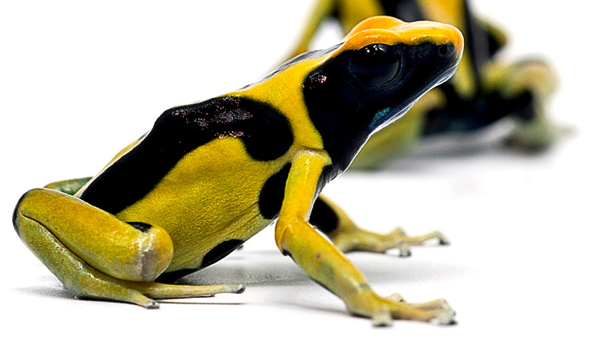 How a Poison Dart Frog Kills You - Stone Age Man