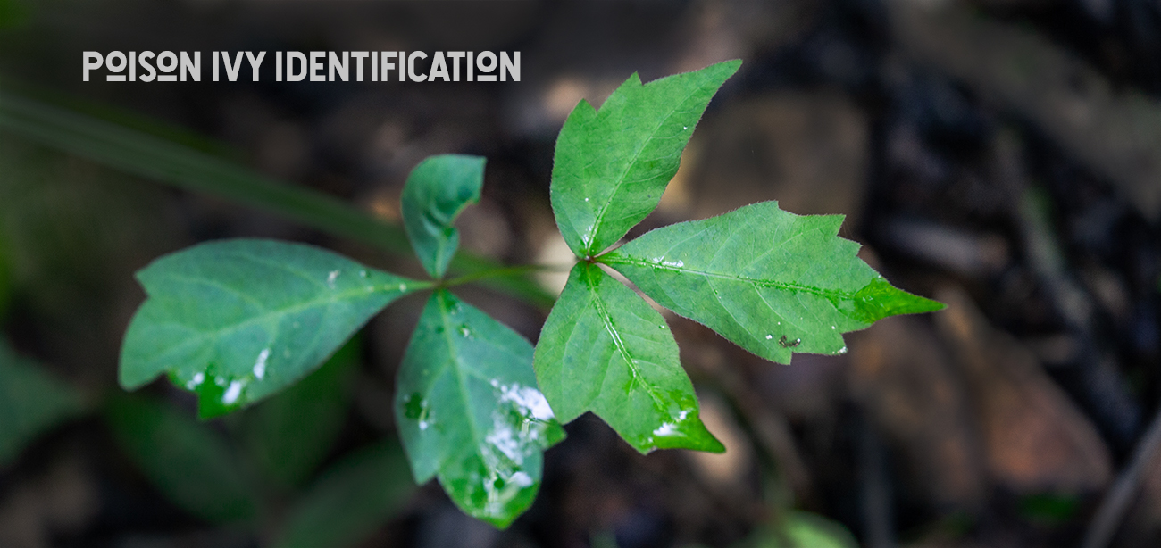 poison ivy treatment and identification