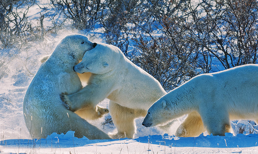 Polar Bears About To Attack