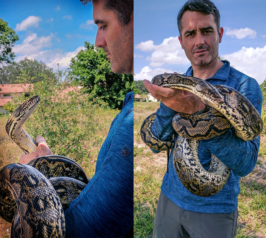 reticulated python eating human