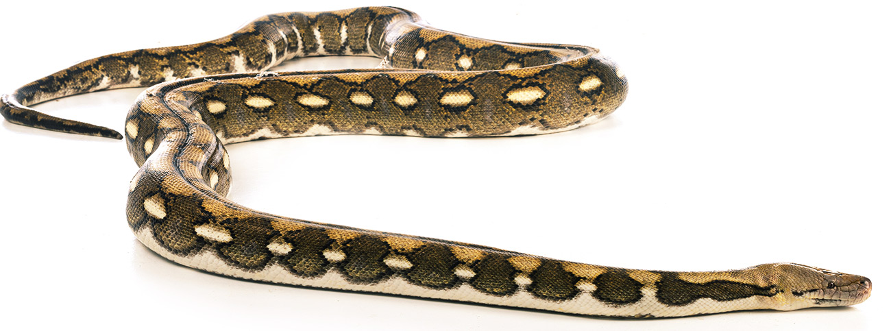 reticulated python survival