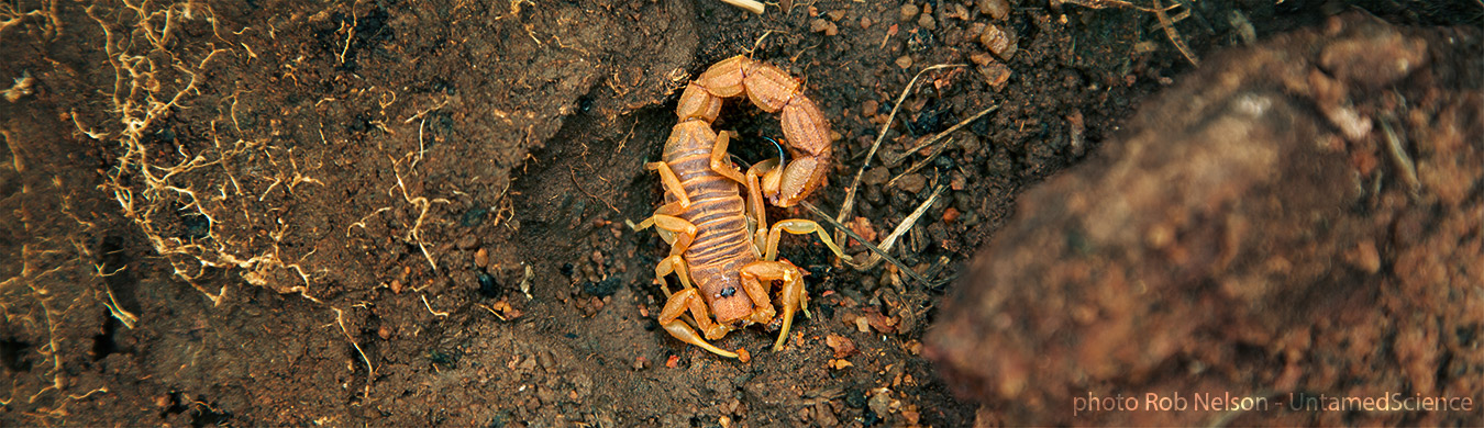 scorpion in Kenya