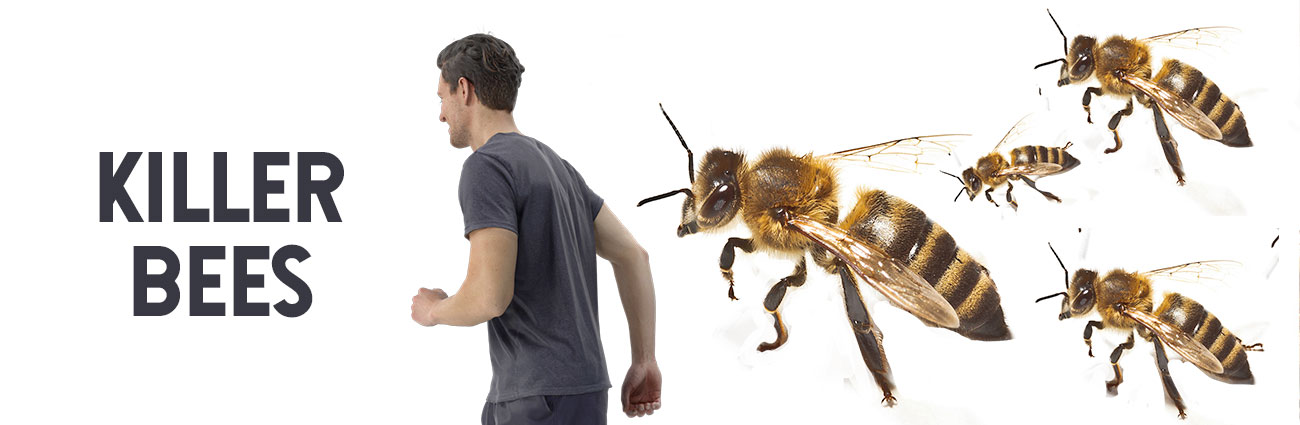 Killer bees: How to avoid getting stung