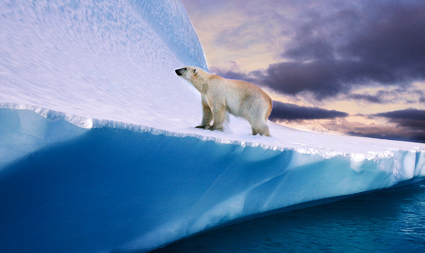 How to Survive a Polar Bear Attack - BEAR GUIDE