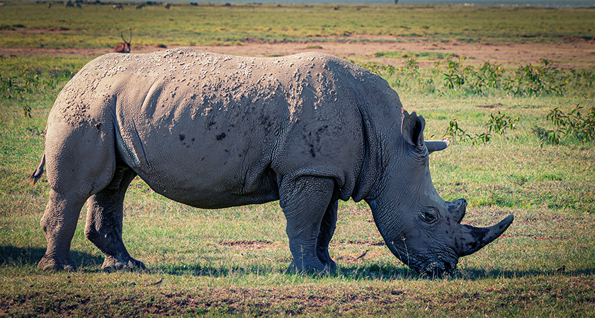 How to Survive a Rhino Attack or Charge: SAFETY TIPS