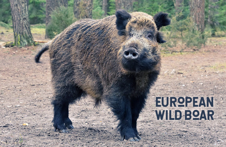 How to Survive a Wild Boar Attack - Hog Basic Safety Tips