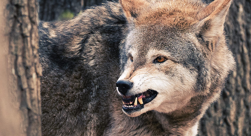 How To Survive A Wolf Attack The Basics