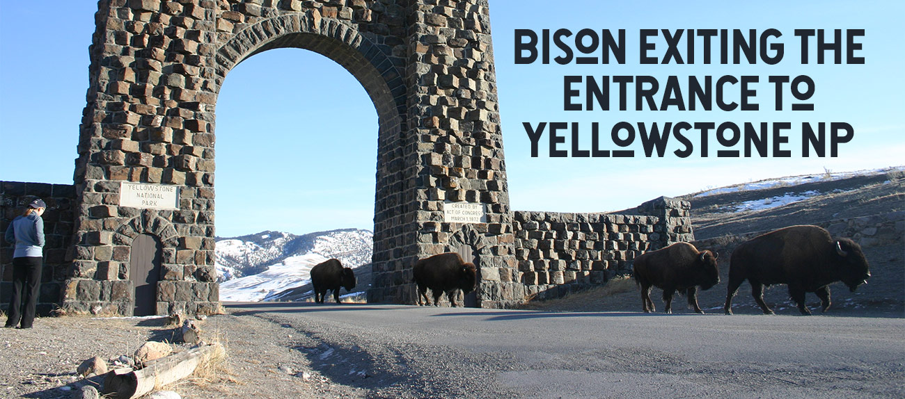 yellowstone buffalo and bison