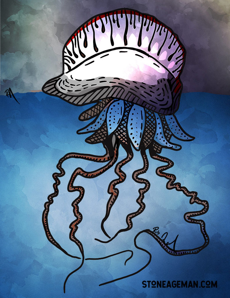 man of war jellyfish drawing