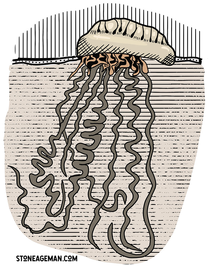 man of war jellyfish drawing