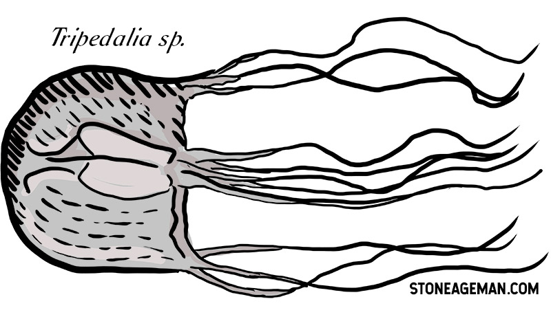 box jellyfish sketch