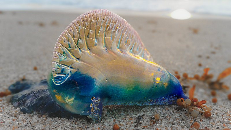 Want to avoid a bluebottle sting? Here's how to predict which beach they'll  land on