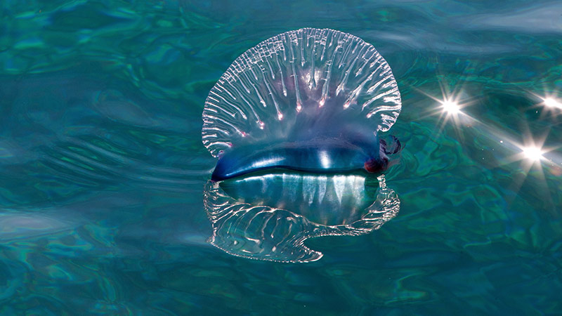 man o war jellyfish sting