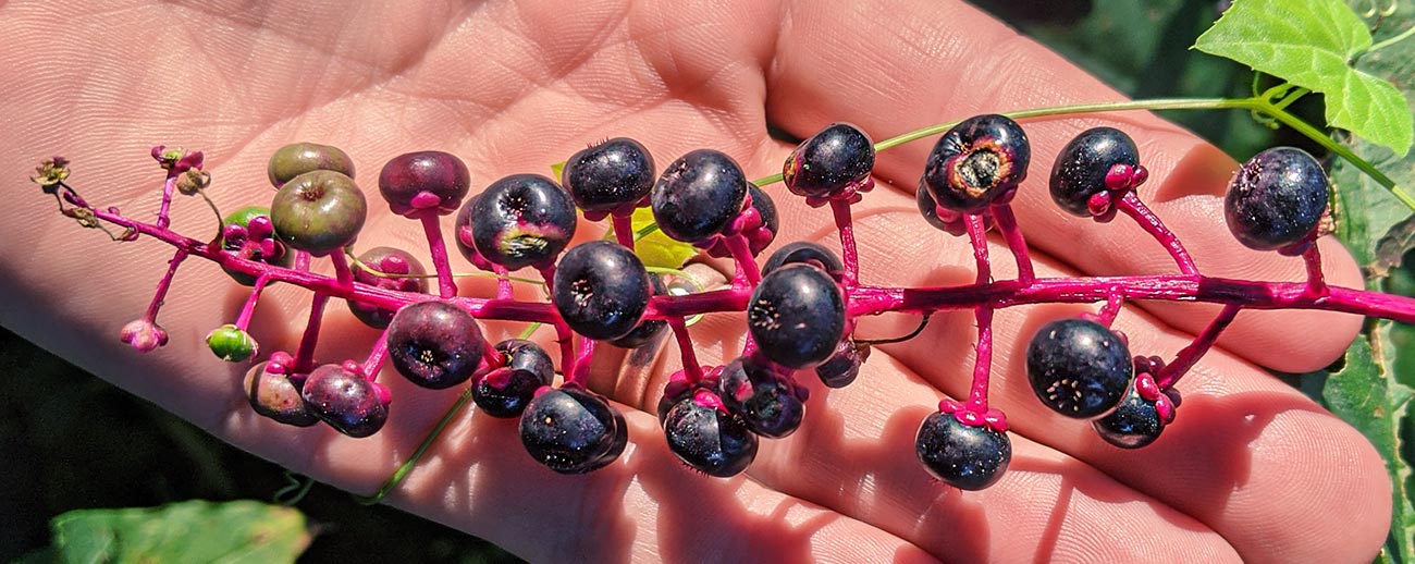 Deadly Poisonous Pokeweed is Actually Edible If You Do it Right - Stone Age Man