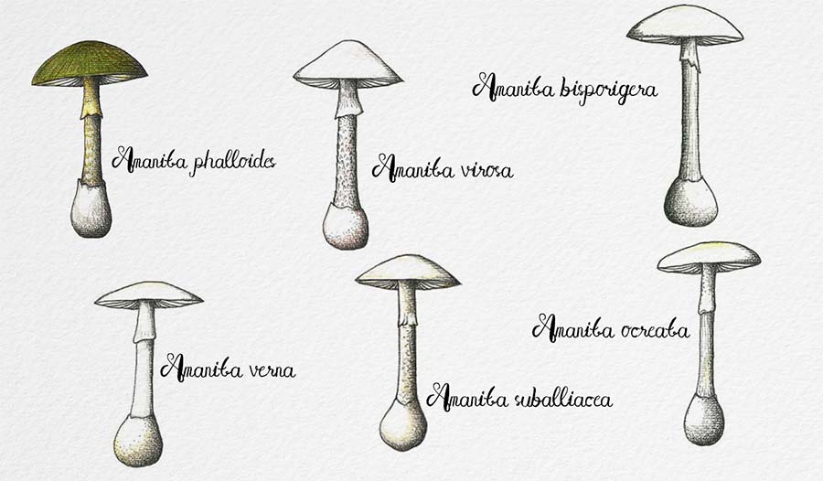 fly agaric mushrooms